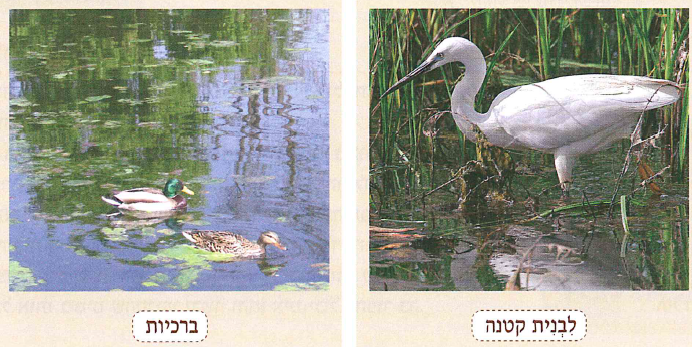 (בספר תמונה, היעזר במנחה)